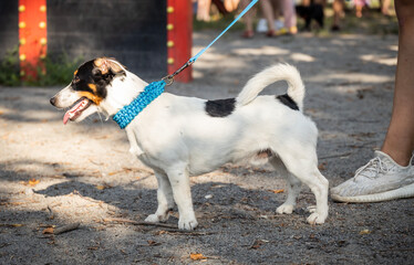 cute dogs Jack Russell Terrier pug bulldog bully walking in the park on leashes with people