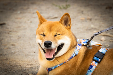 Shiba Inu Akita Ina portrait of a smiling dog