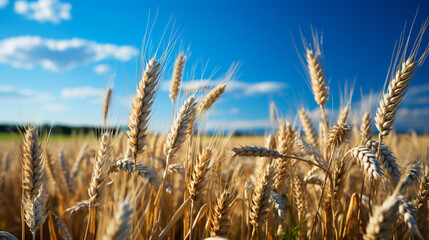 View of a gold wheat field and blue sky. Tranquil rural landscape with a wheat field bathed in sunlight.