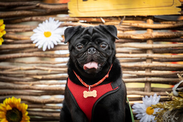pug shar pei french bulldog walking in the park on a leash walking beautiful portraits of dogs