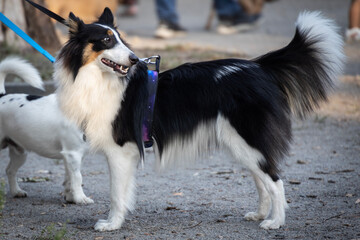 beautiful husky pomsky sheltie walks in the park with its owners