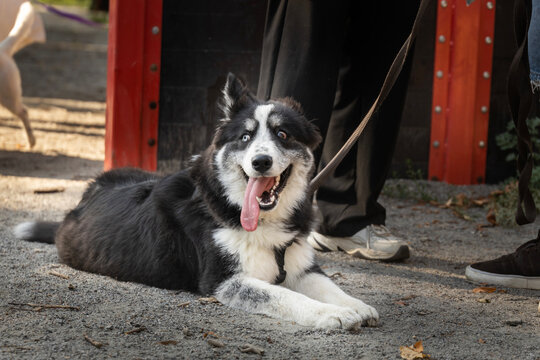 beautiful husky pomsky sheltie walks in the park with its owners