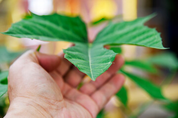 Geen texture closeup : Geen plants and trees in nature concept, Fresh green leaves of Tree spinach or Chaya (Cnidoscolus Chayamansa McVaugh) on tree, Chaya leaves with water drops on leaves.