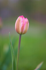 Close up for one pink tulip on a green blurred natural background