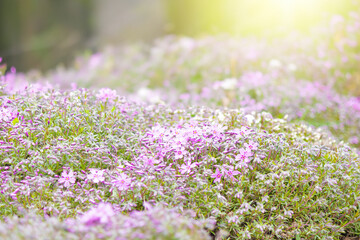 Close-up of pink Moss phlox flowers pink verbena on a blurred background.