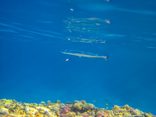 Fototapeta na wymiar Platybelone argalus in the expanses of the coral reef of the Red Sea