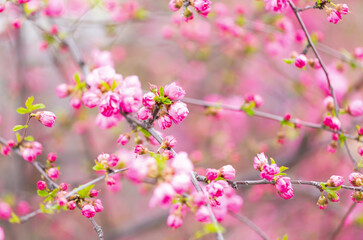 Abstract natural background with pink blossoming flowers in springtime in the garden.