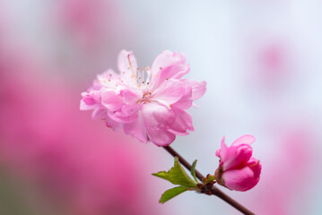 Fototapeta na wymiar Delicate blooming pink flower in springtime. Close up.