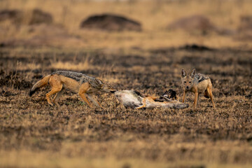 Black-backed jackal stands gnawing carcase by another