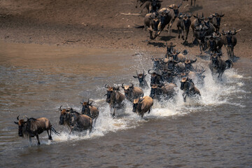 Blue wildebeest galloping across river in spray
