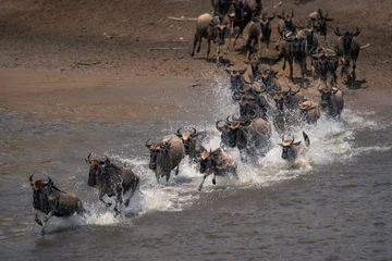 Photo sur Plexiglas Antilope Blue wildebeest gallop across stream in spray