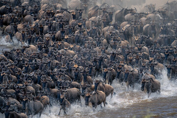 Blue wildebeest gallop across river creating spray