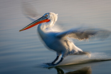 Slow pan of pelican sliding over lake