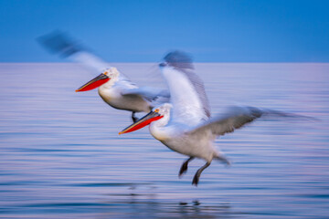 Slow pan of pelicans flying across lake