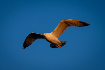Yellow-legged gull gliding in perfect blue sky