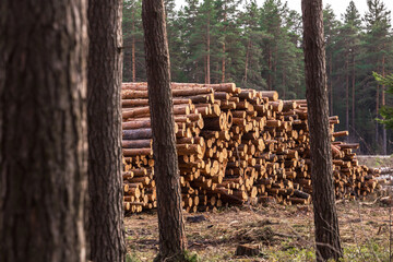 Deforestation, forest destruction. Chopped tree in forest, firewood. Pile, stack of many sawn logs of pine trees