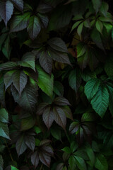 Dark ivy leaves texture background. Green leaf close up on black background, nature leaves pattern