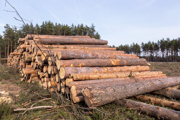 Deforestation, forest destruction. Chopped tree in forest, firewood. Pile, stack of many sawn logs of pine trees close up