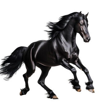 A black horse is running gracefully on a transparent background PNG.