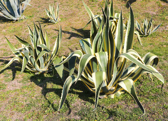 agave plants a typical mediterranean plant in summer