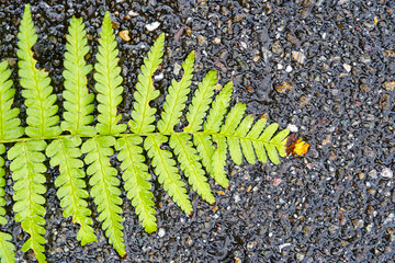 Close-up top view of fern leaves lying on tarmac ground of footpath at Swiss City of Zürich on a rainy winter day. Photo taken December 22nd, 2023, Zurich, Switzerland.