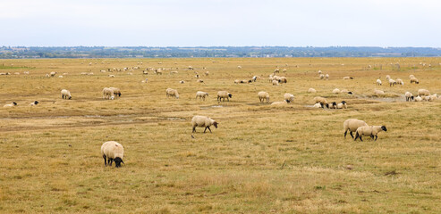 Fototapeta premium sheep of breed SUFFOLK with black head in the pasture in europe