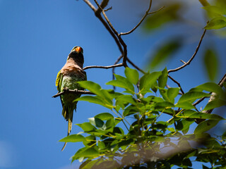 Parrot Bird or alexandrine parakeet