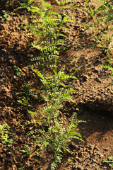 Young plant of chick pea. Chick pea or chana plantation in India. Also known as chickpea, cicer arietinum, gram, chhana, chana etc.
