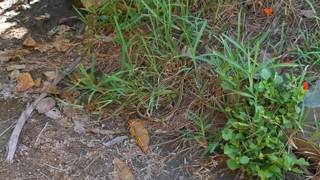 Green small tropical snake in the bushes Tulum Ruins Mexico.