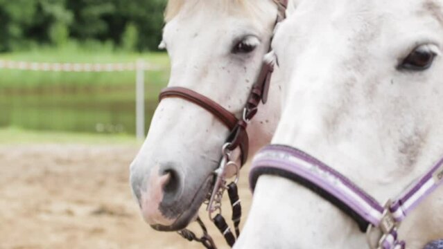 Following Slow Motion Close Up Shot of Faces of Two White Horses