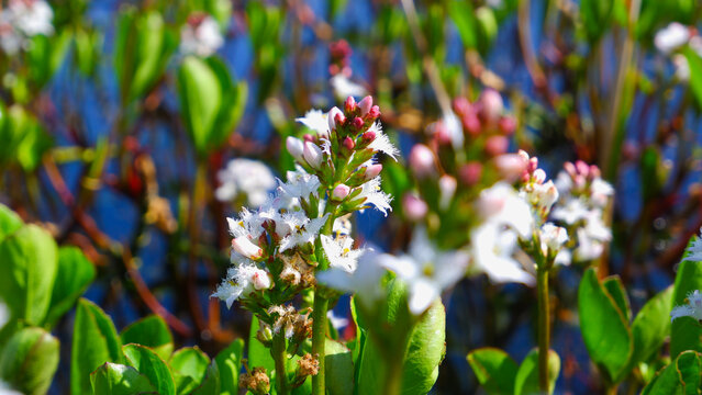 Bog Bean (Menyanthes trifoliata) flowering on green lake.