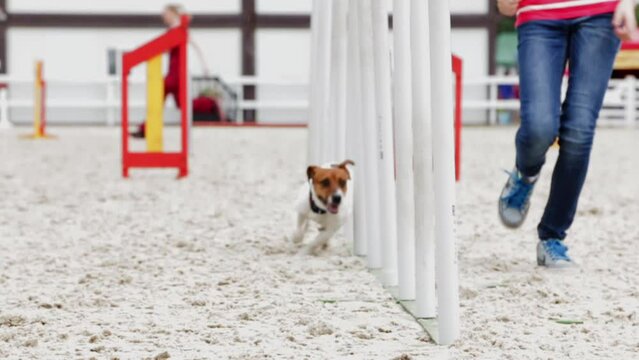 Following Slow Motion Close Up Shot of Jack Russell Terrier Dog Running Agility Obstacles