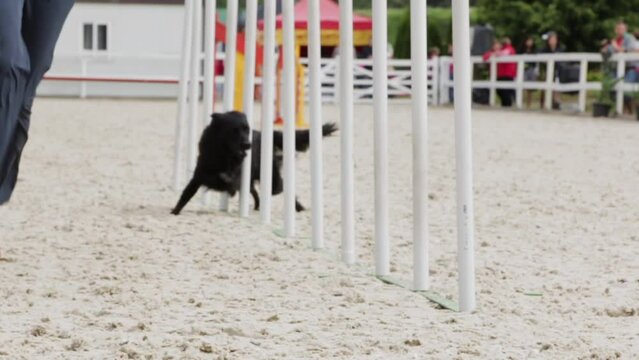 Following Slow Motion Close Up Shot of Black Retriever Dog Running Agility Obstacles