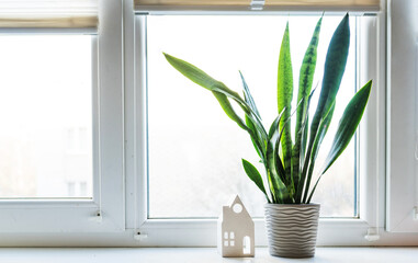 Sansevieria Black Coral plant amd a house figure at a window at home. House plants in the apartment. Mother-in-law plant. Air purifying plant for home. Plants toxic to animal.