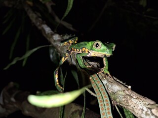 tree frog - phyllomedusa burmeisteri