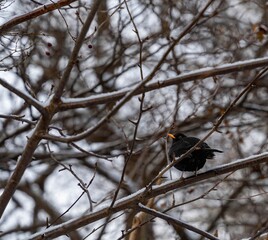 A blackbird sitting on a snow-covered branch in winter