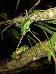 green tree frog on a tree - phyllomedusa burmeisteri