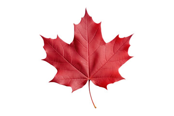 red maple leaf on transparent background