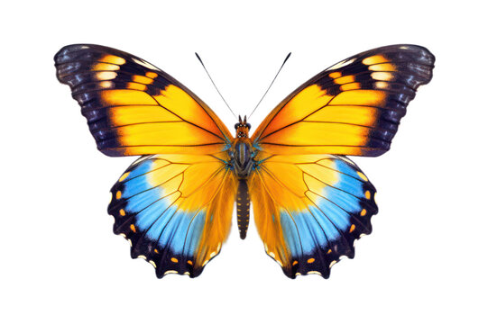 butterfly isolated on transparent background