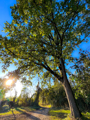 Sunset behind the tree, low view fish eye lens