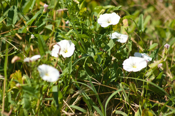 Closeup of field bindweed flowers with selective focus on foreground