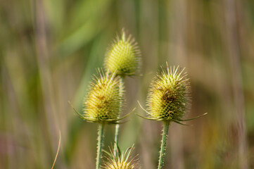 Closeup of green cutleaf teasel seeds with green blurred background