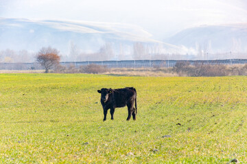 Young black angus bull in pasture