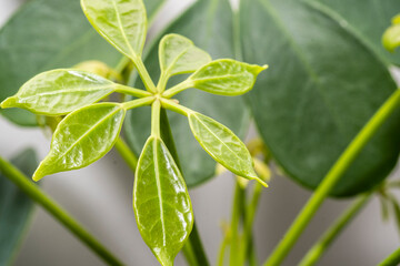 Young green leaf of a houseplant.