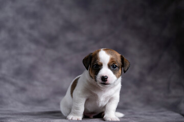 A funny little Jack Russell terrier puppy sits on his ass and looks at the camera. Lots of space for text, expressive puppy. Copy space