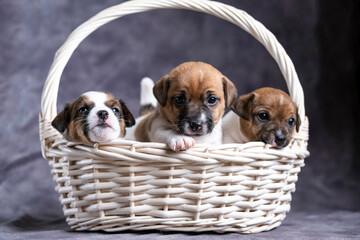 Funny little jack Russell terrier puppies in a basket. Puppies two weeks old in a white basket.
