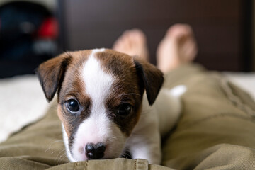 A charming Jack Russell Terrier puppy lies on the feet of its owner. Portrait of a puppy. The dog is a companion, always with the owner.
