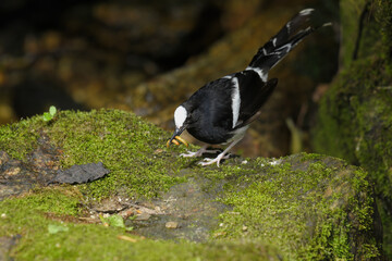 Black-backed Forktail on stone birdwatching in the forest