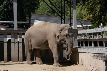 Fototapeta premium Asian elephant in the Almaty zoo.