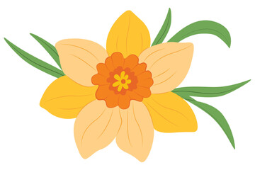 Yellow Narcissus. Daffodils floral botanical flower. Wild spring leaf wildflower isolated. Vector illustration. 